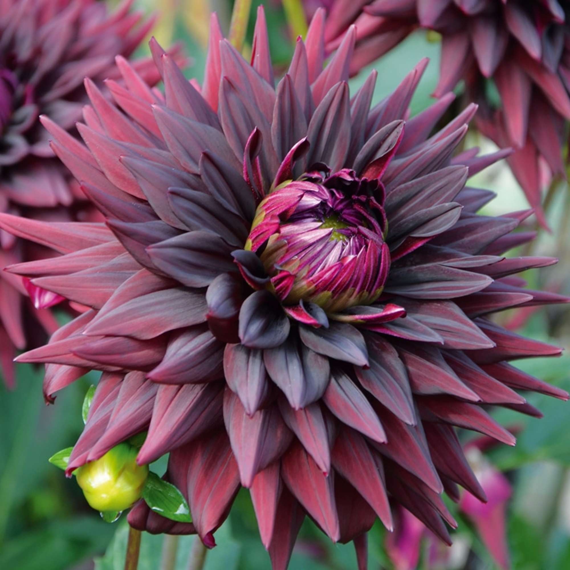 Dahlia 'Noir desire'